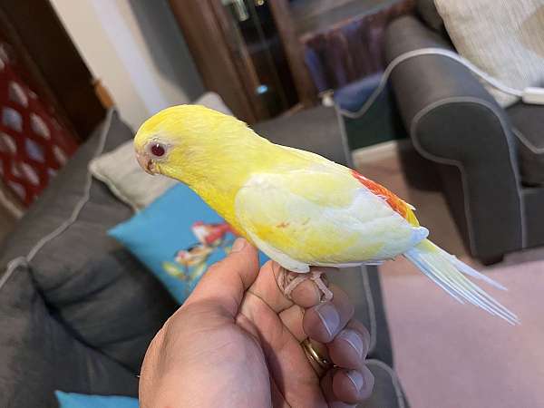 lutino-red-parakeet-for-sale