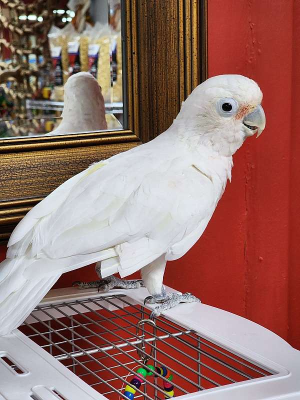 pet-cockatoo-goffin-cockatoo-for-sale