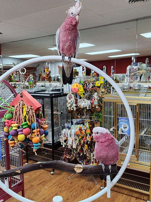 rose-breasted-cockatoo-for-sale-in-stroudsburg-pa