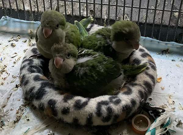quaker-parrots-for-sale-in-sandown-nh