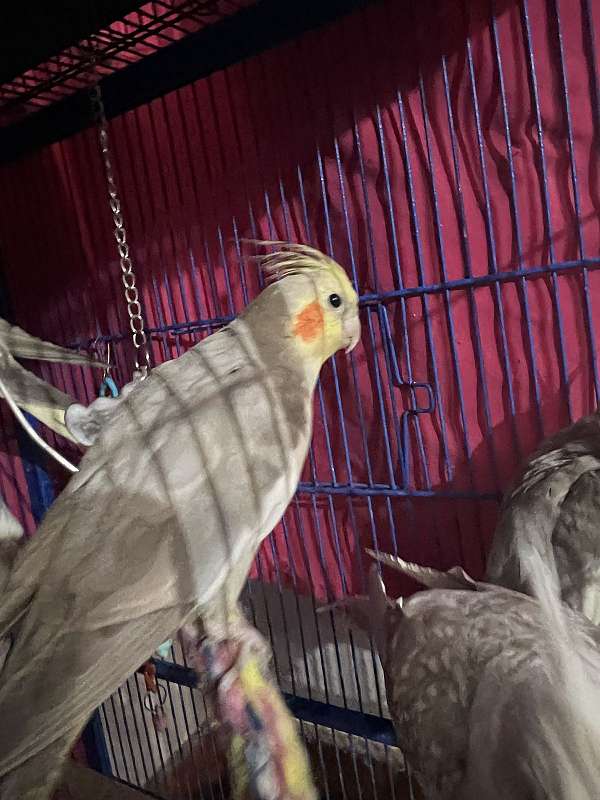 cockatiel-for-sale