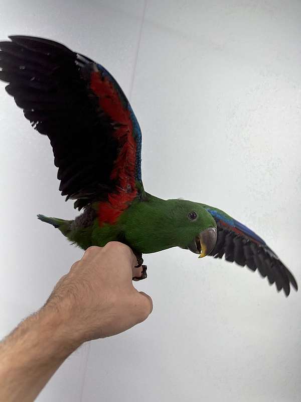 eclectus-parrots-solomon-island-parrots-for-sale-in-georgia