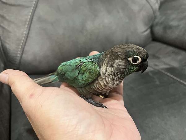 pet-tame-bird-for-sale-in-columbia-md