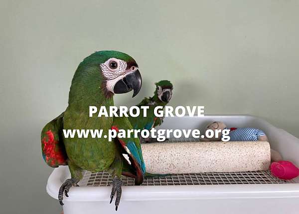 homing-severe-macaw-for-sale