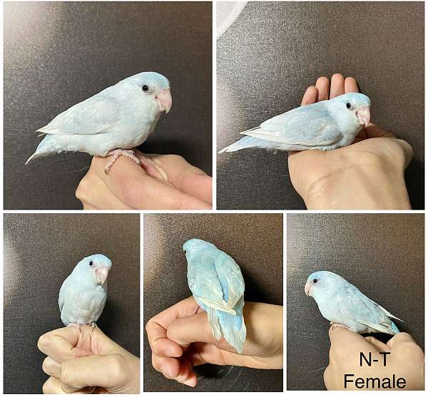 parrotlet-for-sale