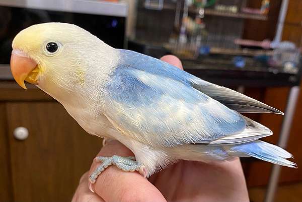 blue-pied-fischers-lovebird-for-sale