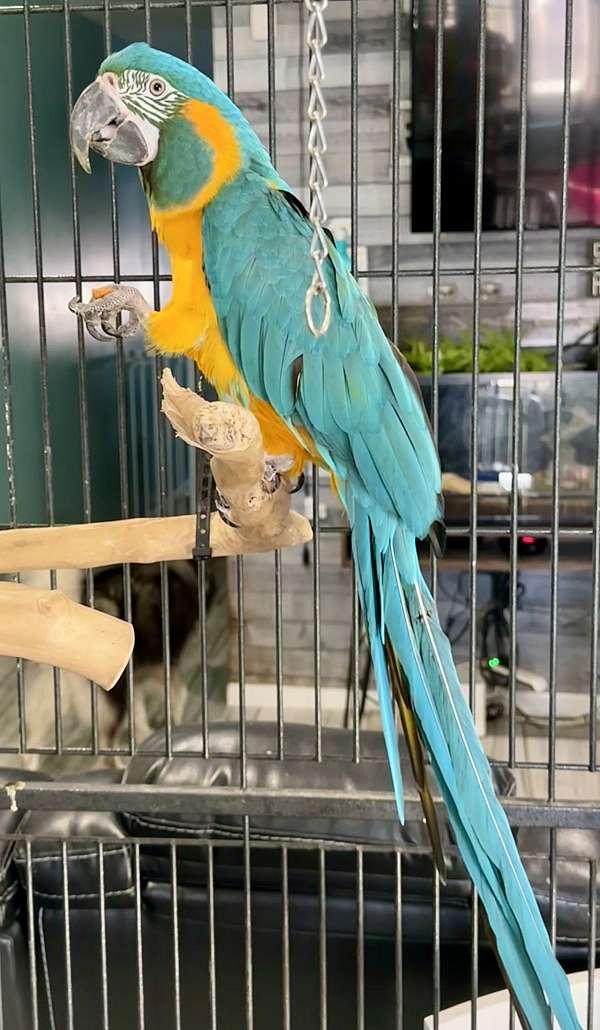 blue-throat-macaw-for-sale-in-hammond-in