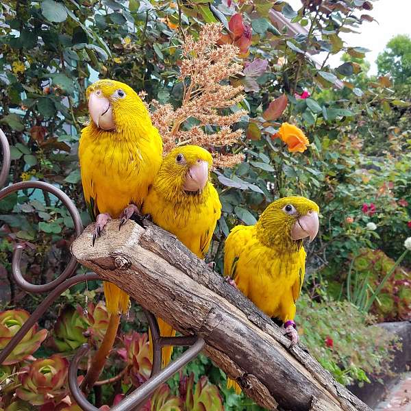 golden-conure-for-sale-in-west-covina-ca