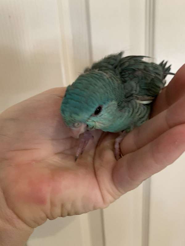 lineolated-parakeet-for-sale