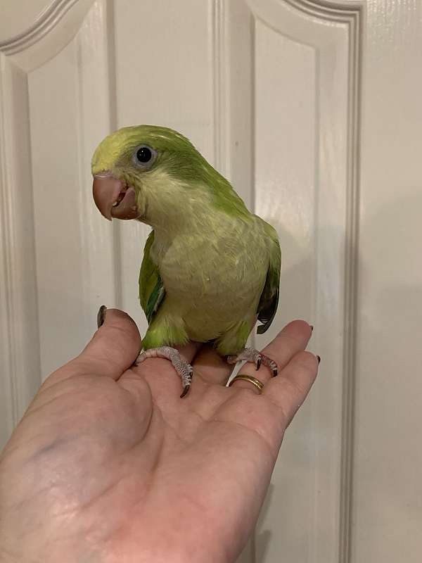 quaker-parrots-for-sale-in-layton-ut