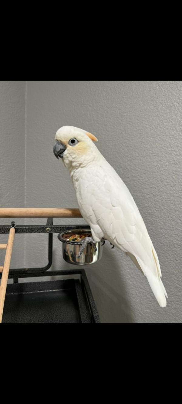 citron-crested-cockatoo-for-sale