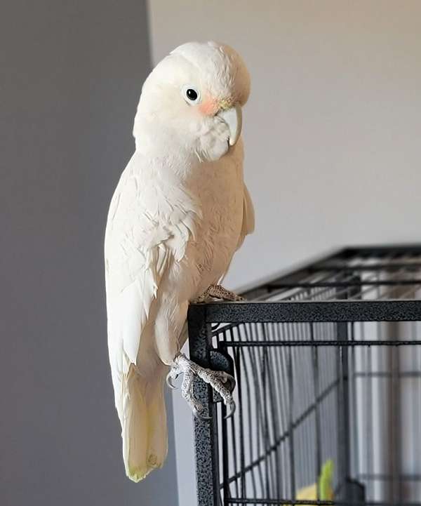 goffin-cockatoo-for-sale-in-pittsburgh-pa