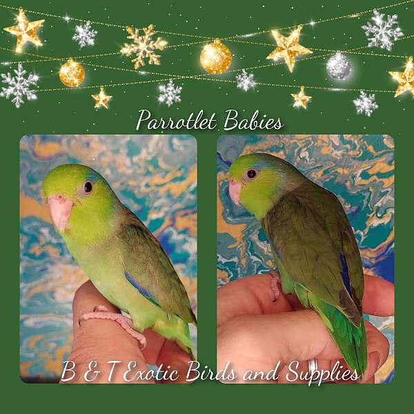 small-large-parrotlet-for-sale