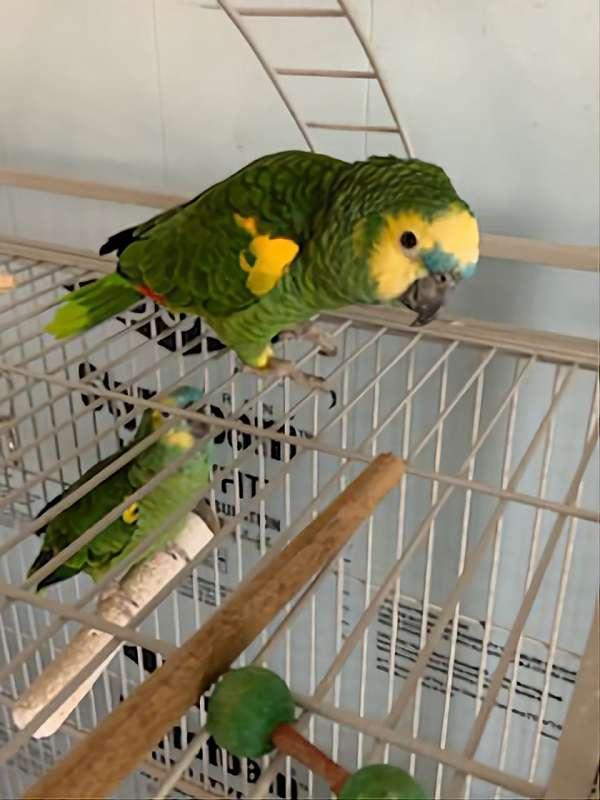 blue-front-amazon-parrot-for-sale-in-illinois