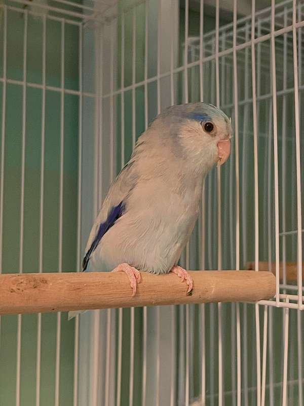 blue-cobalt-bird-for-sale-in-los-angeles-ca