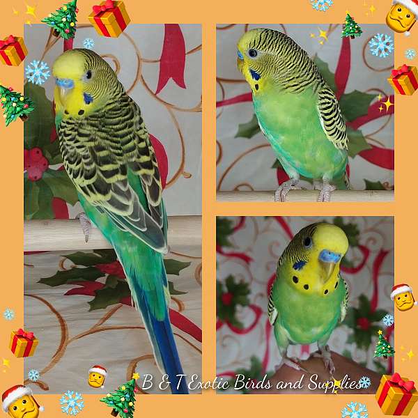 parakeet-for-sale