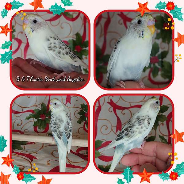 parakeet-for-sale