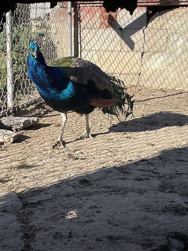 peacock-for-sale-in-alexandria-pa