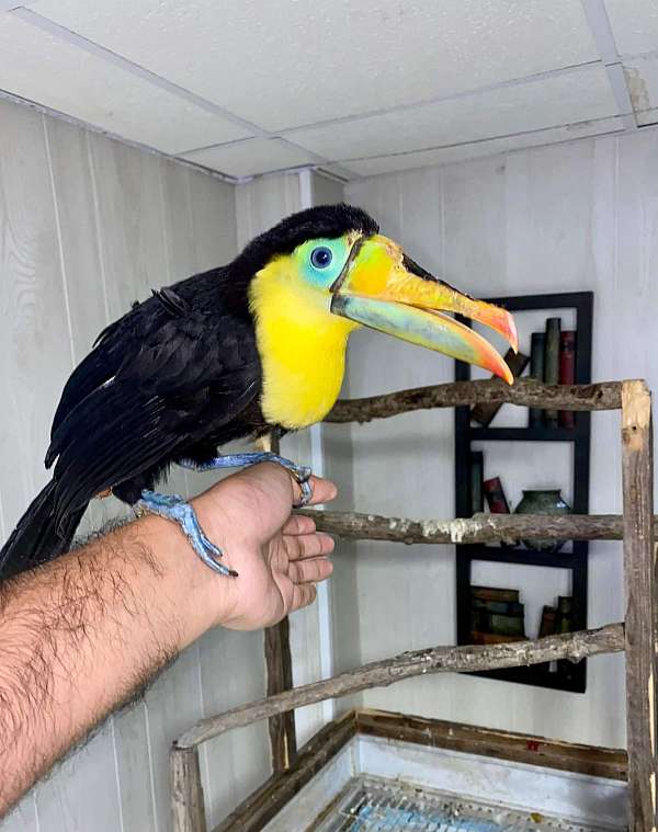 toucan-for-sale-in-durham-nc
