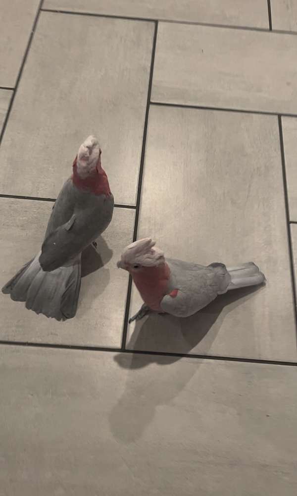 male-female-cockatoo-rose-breasted-cockatoo-for-sale