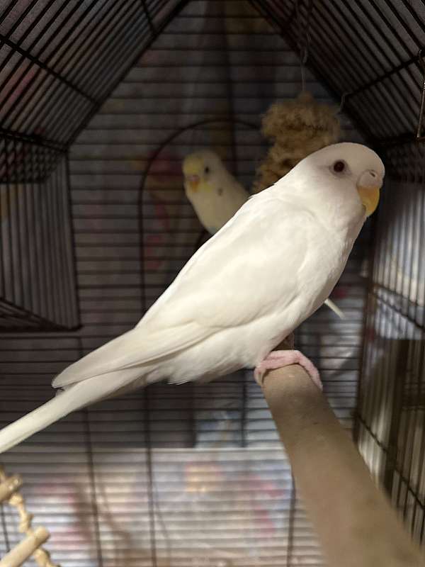 parakeet-for-sale-in-queens-village-ny