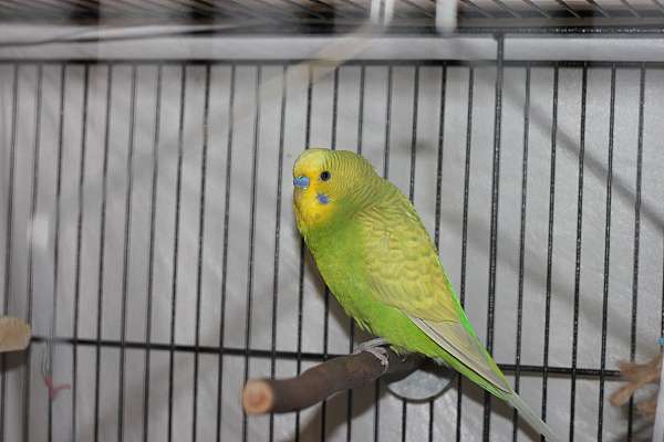 parakeet-bird-rescue