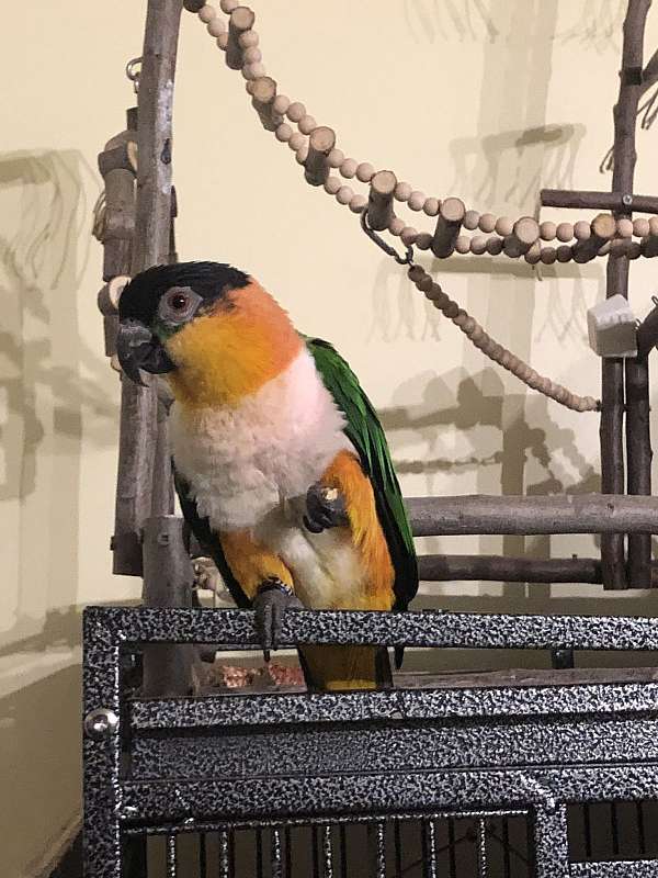 black-headed-caique-for-sale-in-baltimore-md