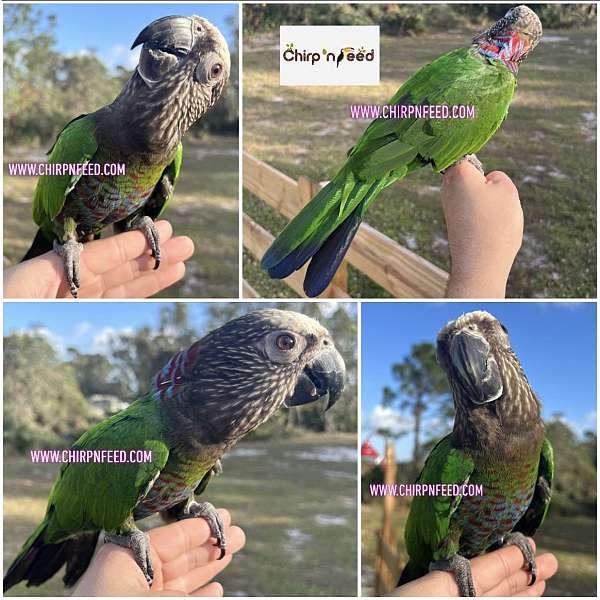 parrot-for-sale-in-sebring-fl