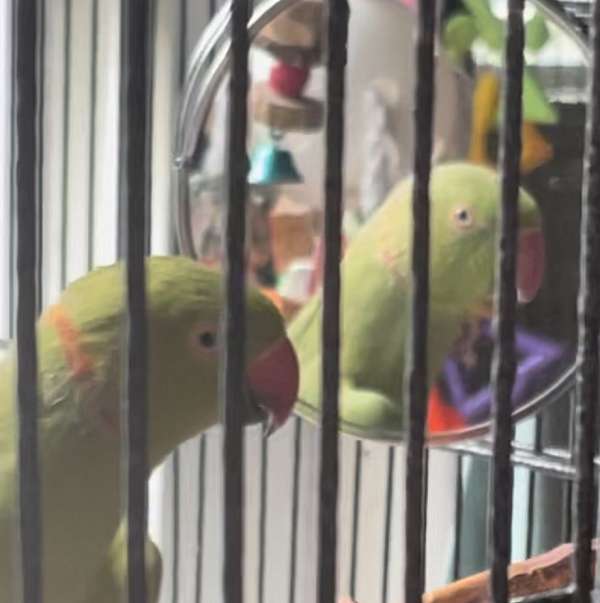 parrot-for-sale-in-dunmore-pa