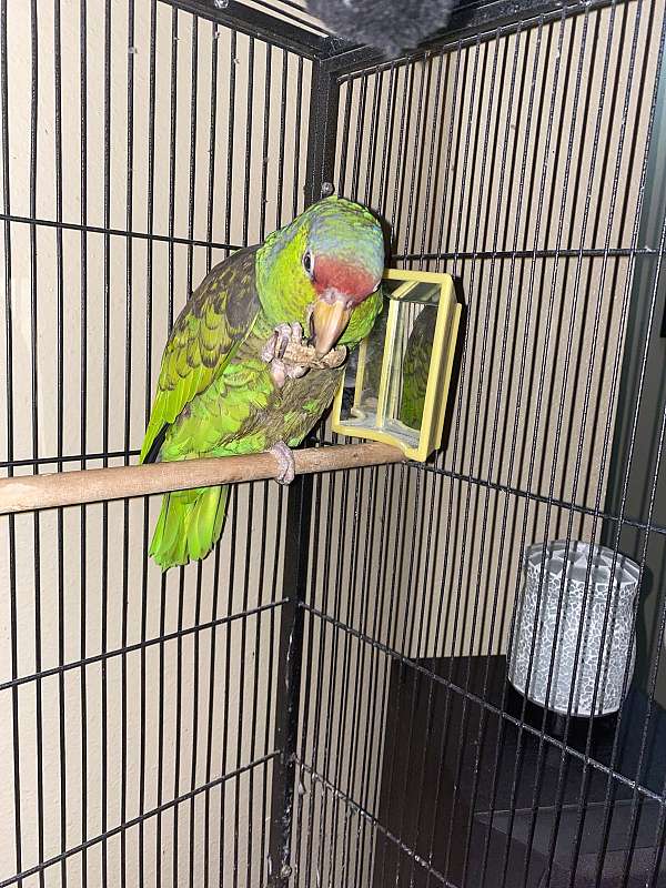 red-head-amazon-parrot-for-sale-in-clermont-fl