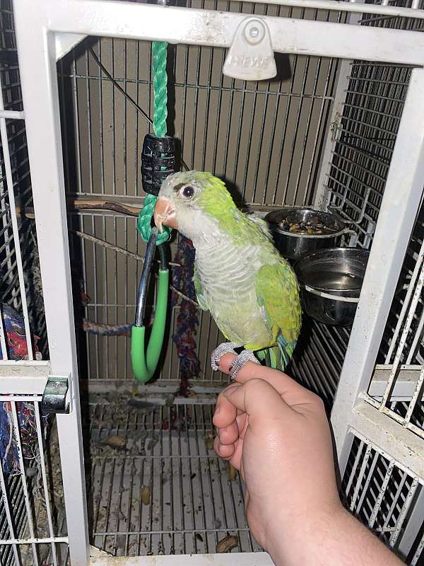 adult-bird-for-sale-in-clermont-fl