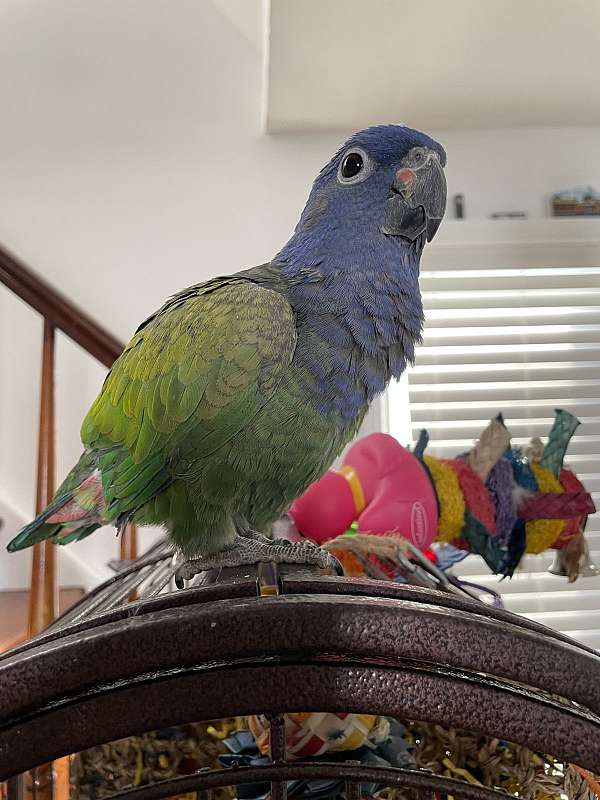 pionus-parrots-for-sale-in-pennsylvania