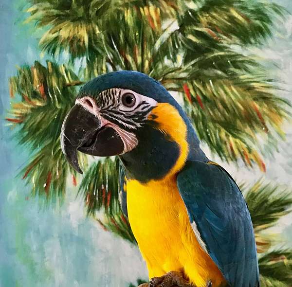 blue-throat-macaw-for-sale