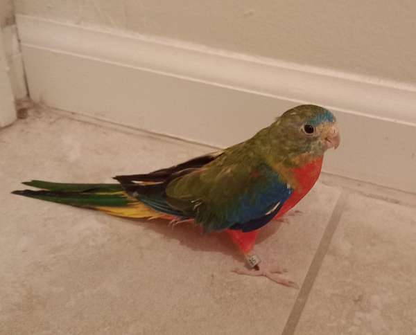 female-bird-for-sale-in-glenpool-ok