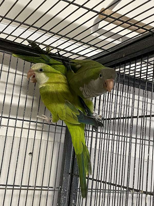 quaker-parrots-for-sale-in-chesapeake-va