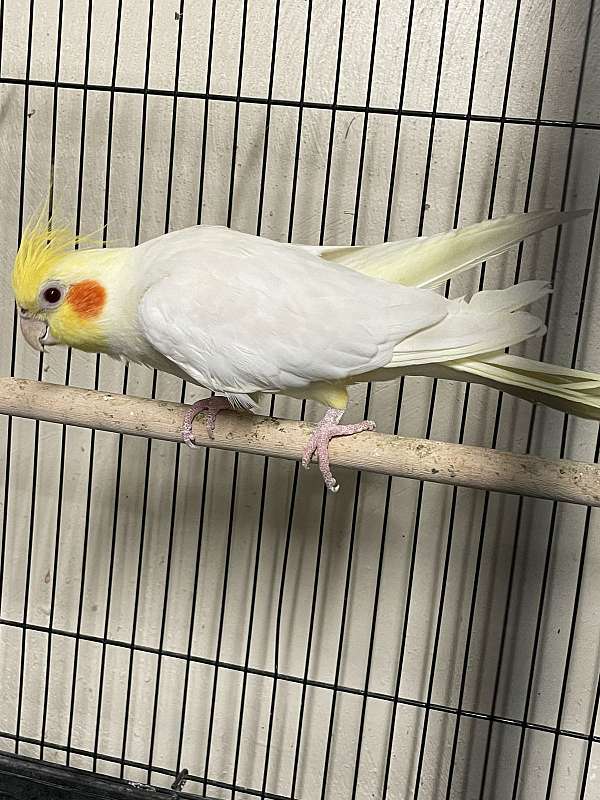 lutino-bird-for-sale-in-chesapeake-va