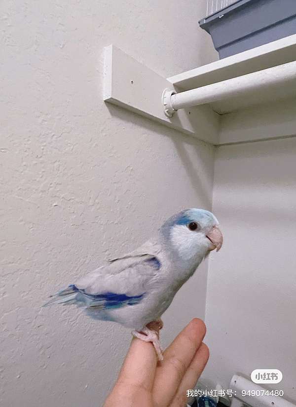 blue-cobalt-rare-talking-bird-for-sale