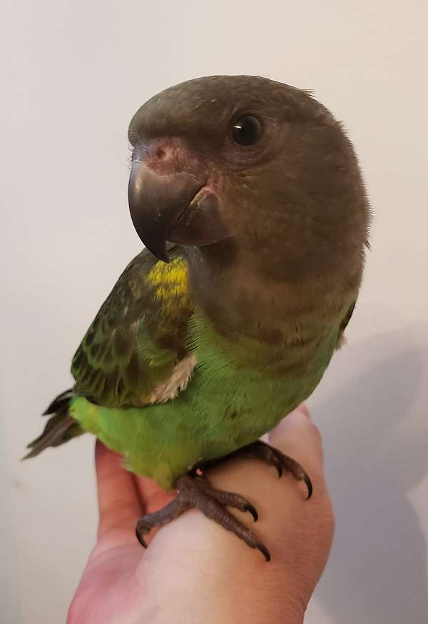 parrot-for-sale-in-hutchinson-mn
