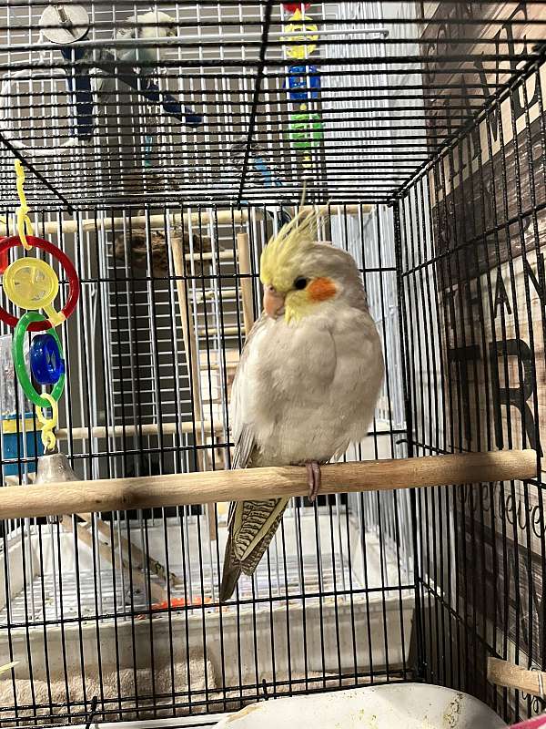 cockatiel-for-sale