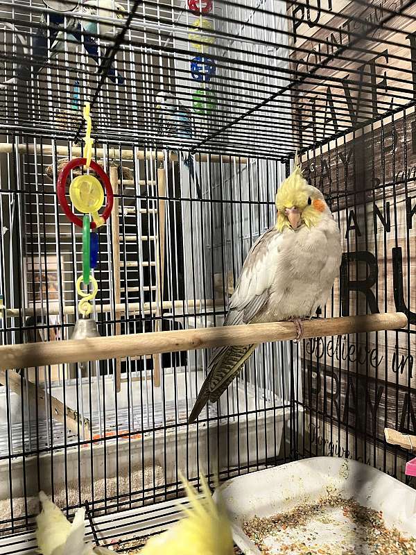 cockatiel-for-sale-in-westfield-ma