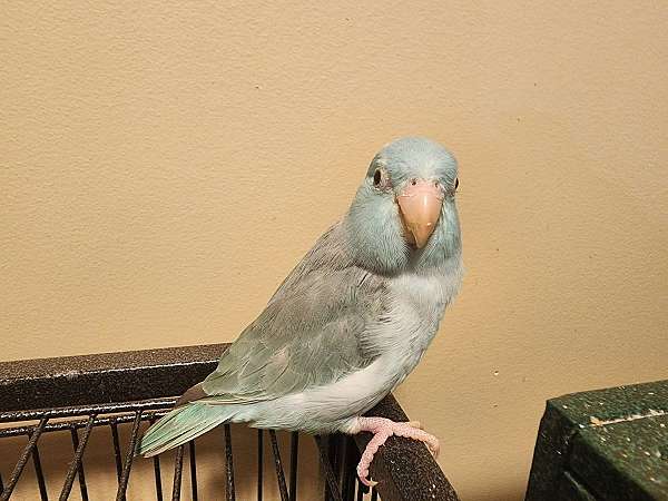 parrotlet-for-sale-in-murfreesboro-tn