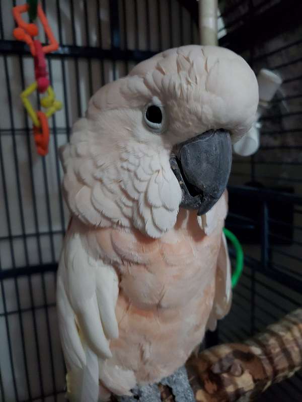 blue-moluccan-cockatoo-for-sale