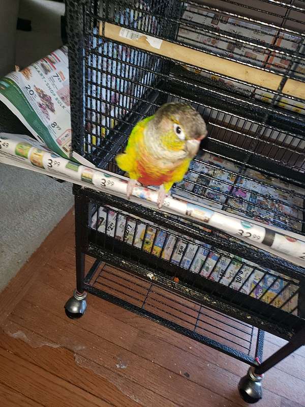 conure-for-sale-in-canton-mi