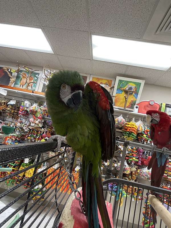 severe-macaw-for-sale-in-norcross-ga