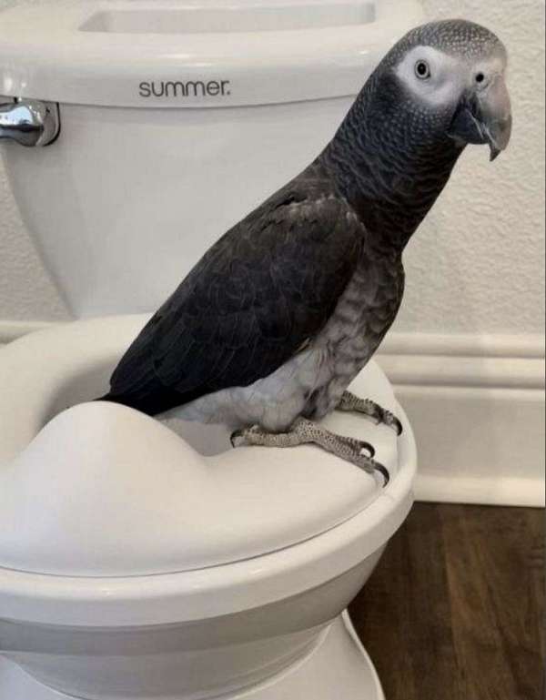 african-grey-parrot-parrot-for-sale-in-fort-worth-tx