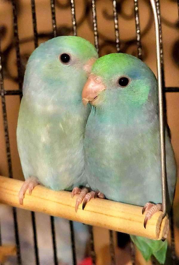 parrotlet-for-sale-in-pace-fl