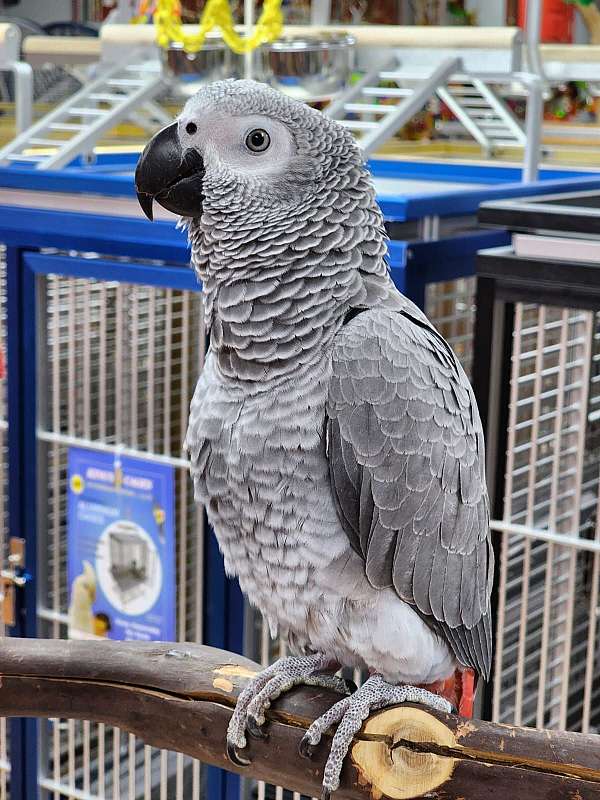 baby-bird-for-sale-in-stroudsburg-pa