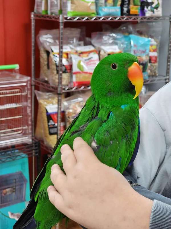 eclectus-parrots-for-sale-in-stroudsburg-pa