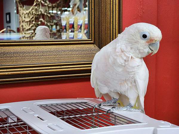 goffin-cockatoo-for-sale-in-stroudsburg-pa