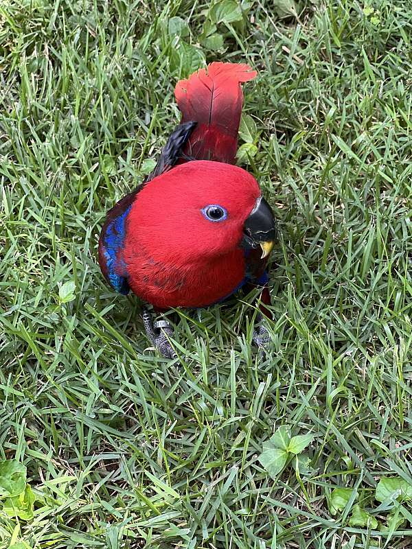 eclectus-parrots-for-sale